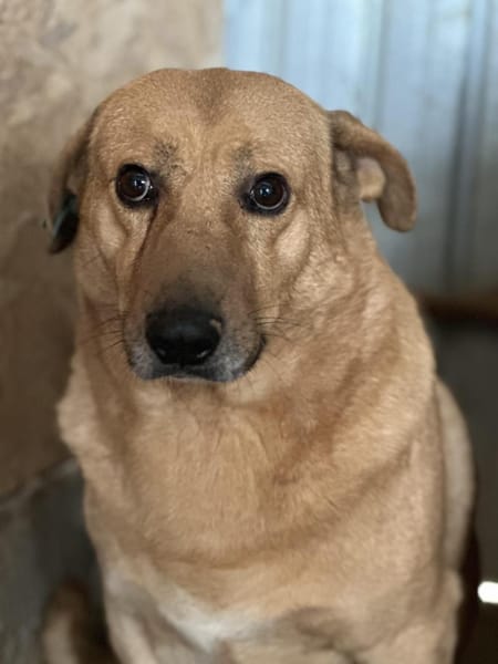 Choco,unkomplizierter Rüde sucht Liebe