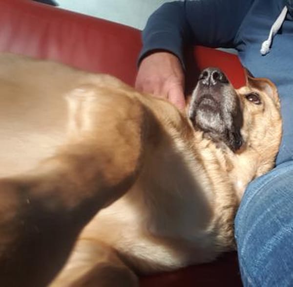 Choco,unkomplizierter Rüde sucht Liebe