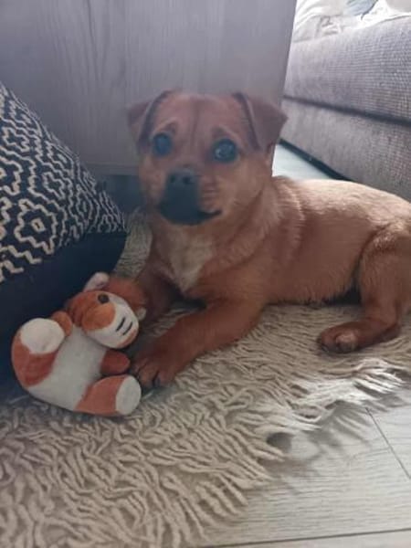 Pekinesen-Mix LEXi❤ ab 7.3.inZschepplin