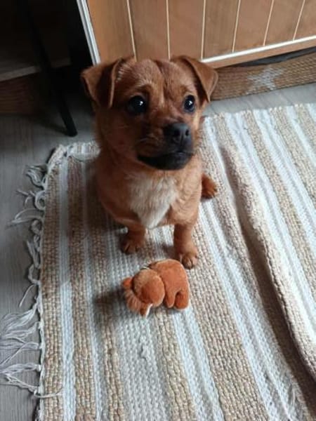 Pekinesen-Mix LEXi❤ ab 7.3.inZschepplin