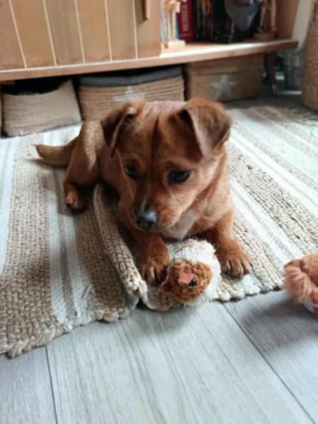 Pekinesen-Mix LEXi❤ ab 7.3.inZschepplin