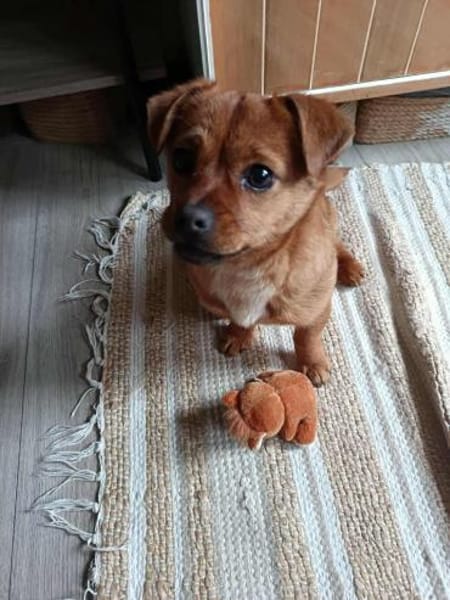 Pekinesen-Mix LEXi❤ ab 7.3.inZschepplin