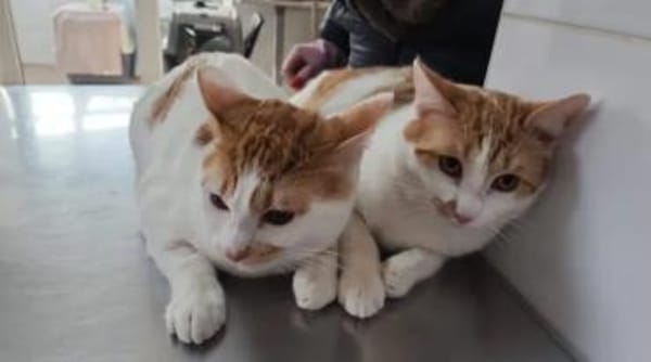 Copper & Monchi Verspieltes Dreamteam