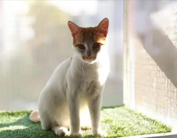 Copper & Monchi Verspieltes Dreamteam