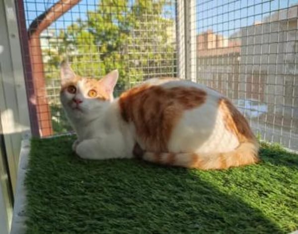 Copper & Monchi Verspieltes Dreamteam