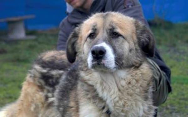 Swantje - eine sanfte Hüterin