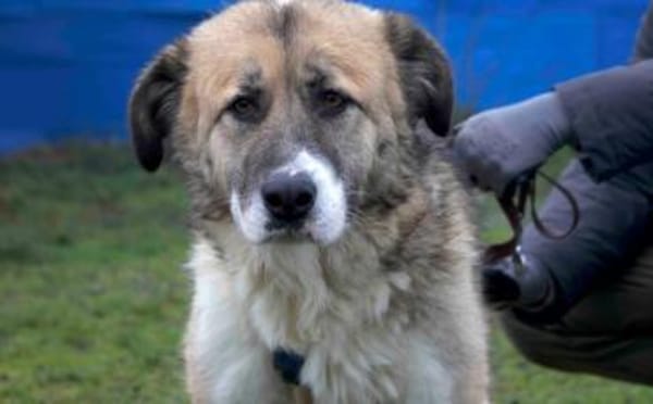 Swantje - eine sanfte Hüterin