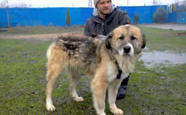 Swantje - eine sanfte Hüterin