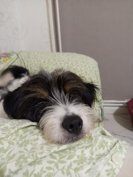 Floki möchte die Welt entdecken!