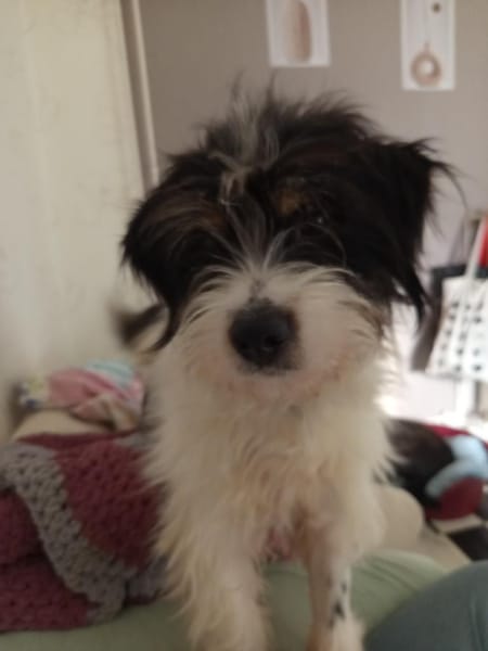 Floki möchte die Welt entdecken!