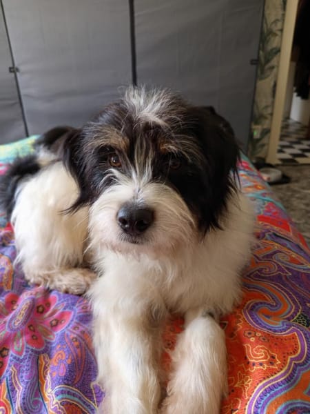 Floki möchte die Welt entdecken!