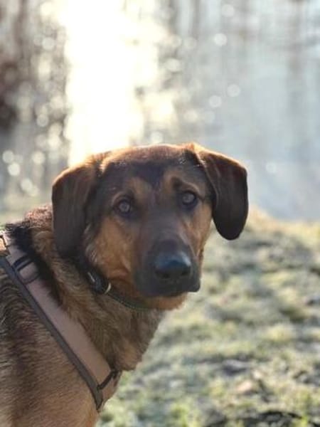 Kayo -zur Pflege in 23701 Bockholt-