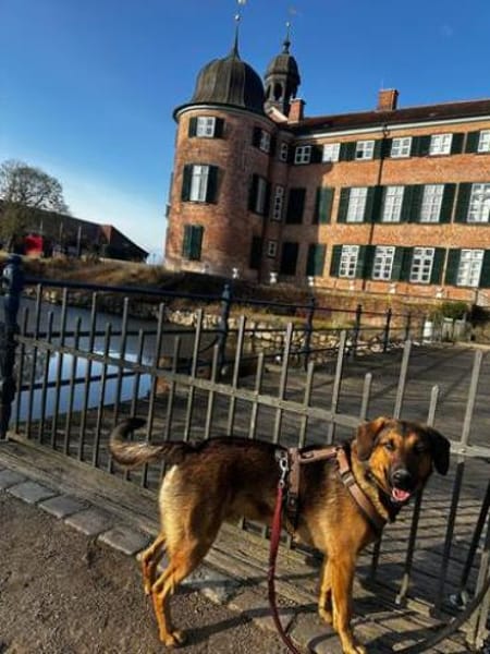 Kayo -zur Pflege in 23701 Bockholt-