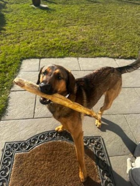 Kayo -zur Pflege in 23701 Bockholt-