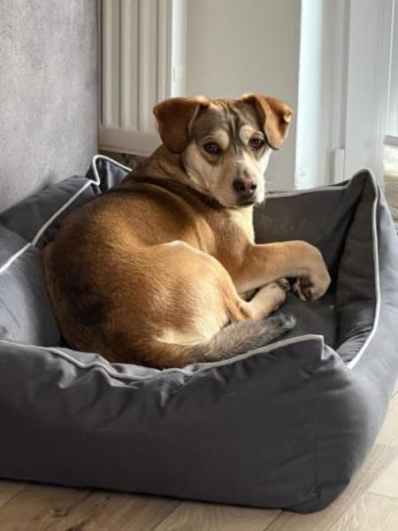 Dion - fast ein Schneehase