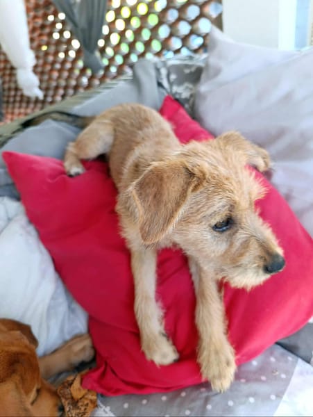 Noisette, la mère bisous