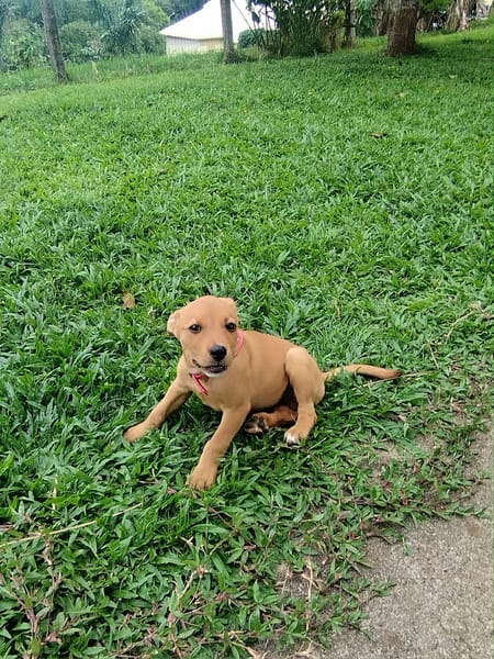 BUGGY la petite joyeuse