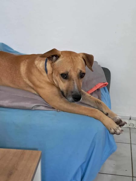 AÏKO la douceur des îles