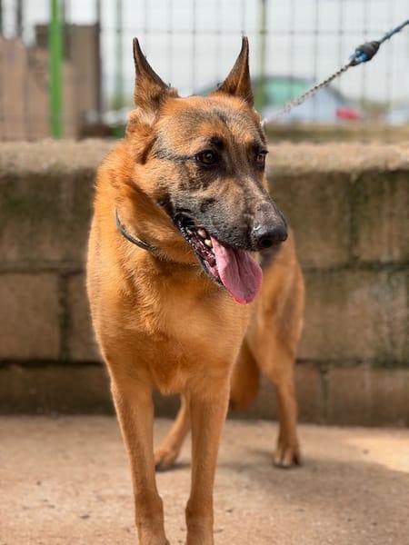 SULTAN (Puertollano)