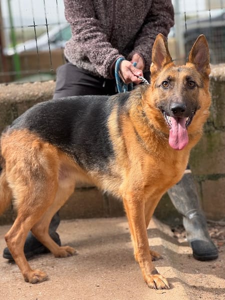 SULTAN (Puertollano)