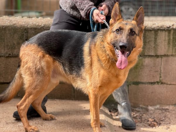 SULTAN (Puertollano)