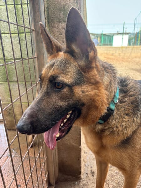 SULTAN (Puertollano)