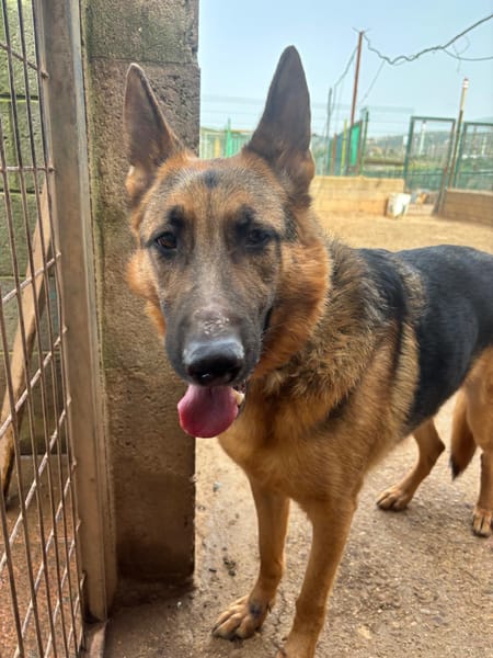 SULTAN (Puertollano)