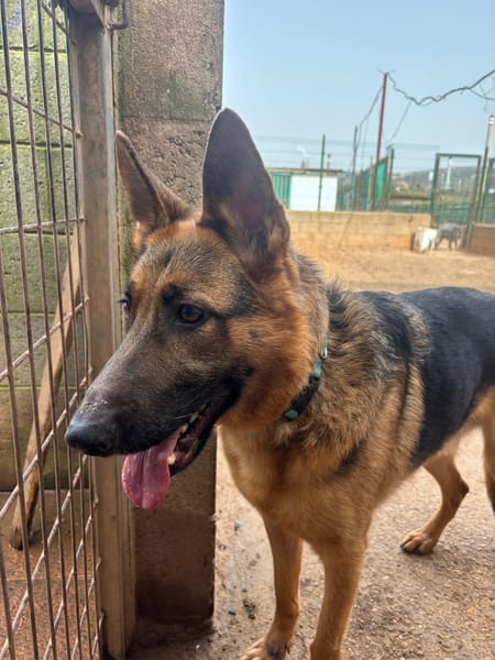 SULTAN (Puertollano)