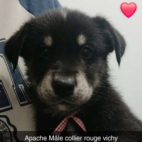 7 CHIOTS CROISES HUSKY/BERGER