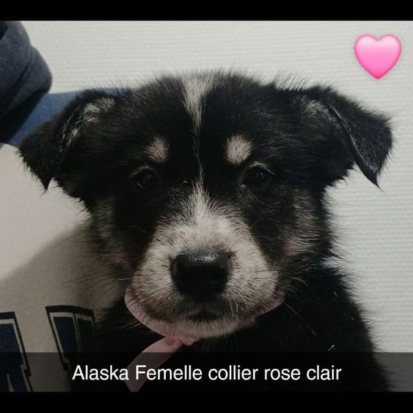 7 CHIOTS CROISES HUSKY/BERGER