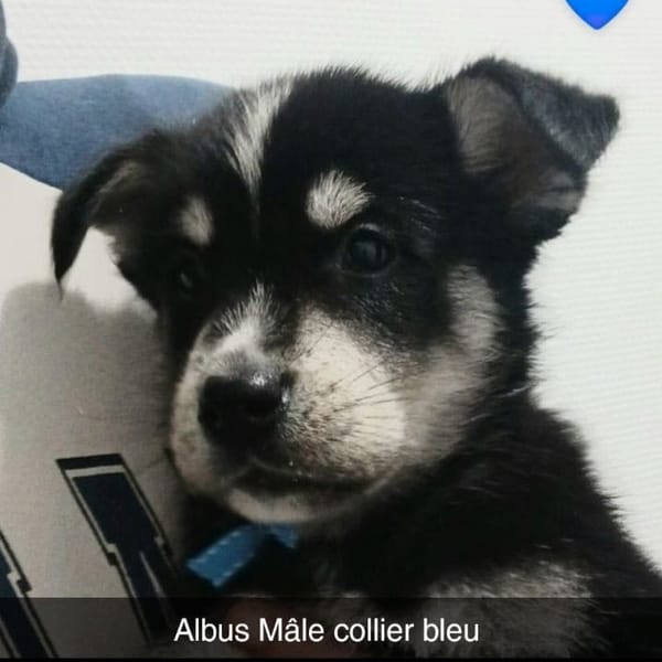 7 CHIOTS CROISES HUSKY/BERGER