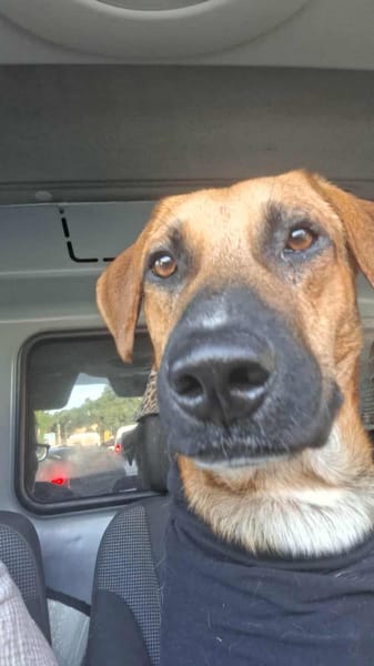 GUELIA grandcoeur sur pattes