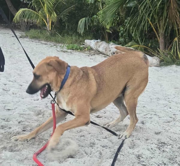 GUELIA grandcoeur sur pattes