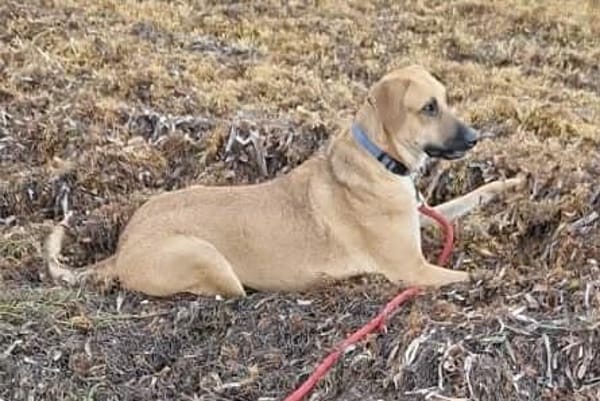 GUELIA grandcoeur sur pattes