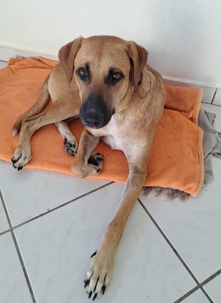 GUELIA grandcoeur sur pattes