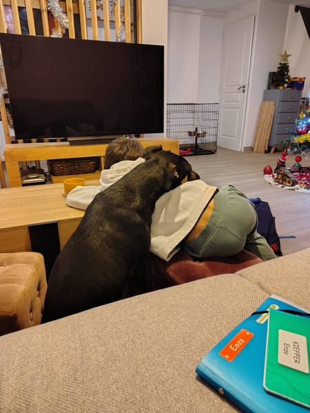 Shaya, femelle, X Berger, née le 05/01/2024 🐶