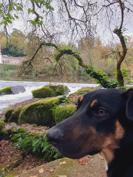 Shaya, femelle, X Berger, née le 05/01/2024 🐶