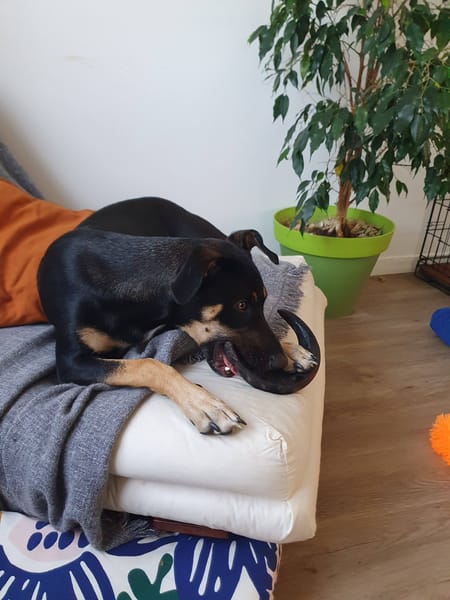 Shaya, femelle, X Berger, née le 05/01/2024 🐶