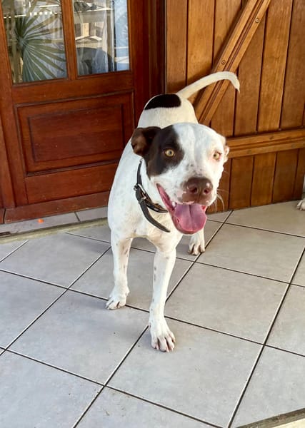 Neo, mâle croisé berger, né le 01/01/2025 🐶