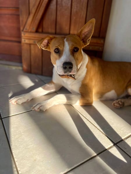 Lizzie, femelle X berger, née le 14/04/2024