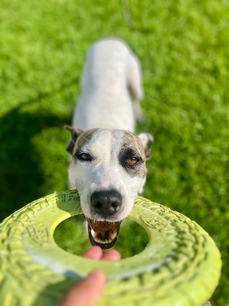 Hanae, femelle croisée berger née le 03/11/2023 🐶