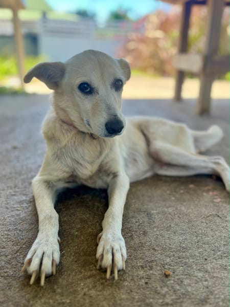 Belcha, femelle X créole née le 01/03/2013