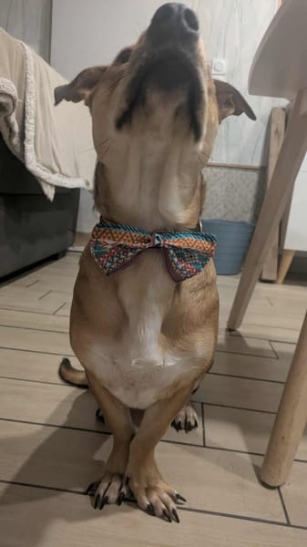 Bosko, mâle X berger né le 10/12/2024