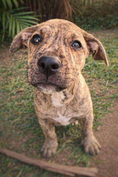 Vera, femelle, X Berger, née le 10/12/2025🐶