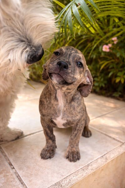 Vera, femelle, X Berger, née le 10/12/2025🐶