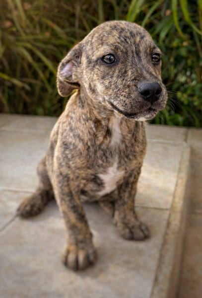 Vera, femelle, X Berger, née le 10/12/2025🐶