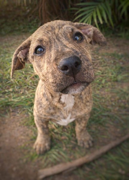 Vera, femelle, X Berger, née le 10/12/2025🐶