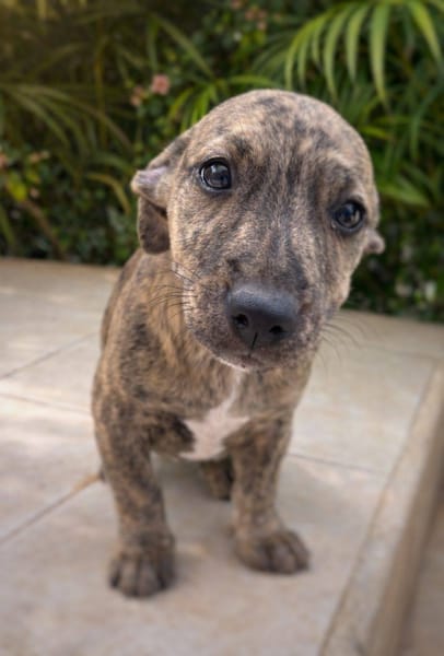 Vera, femelle, X Berger, née le 10/12/2025🐶