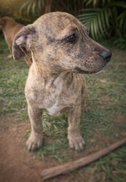 Vera, femelle, X Berger, née le 10/12/2025🐶