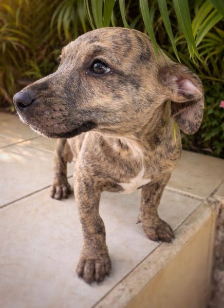 Vera, femelle, X Berger, née le 10/12/2025🐶